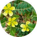 Estratto di Tribulus - ingrediente Prostalis