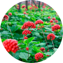 Estratto di Ginseng - ingrediente Prostalis